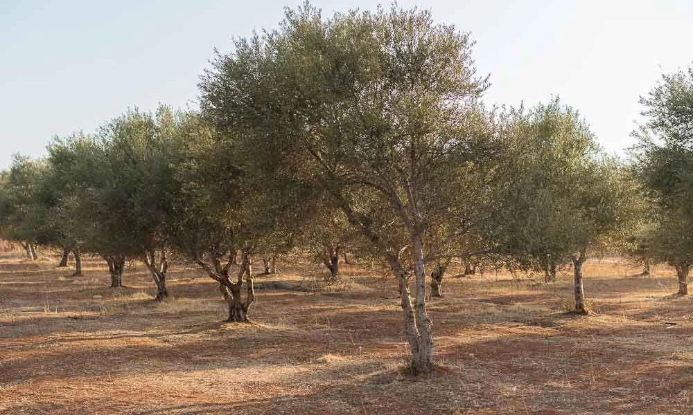 Λασίθι: Μεγάλο πρόβλημα στις ελαιοκαλλιέργειες εξαιτίας της ξηρασίας